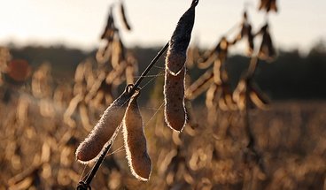 A photo of soybeans in a field; photo by scott1346