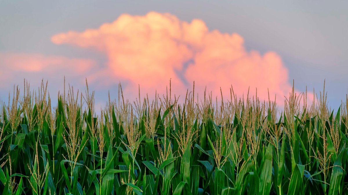 clouds over a cornfield