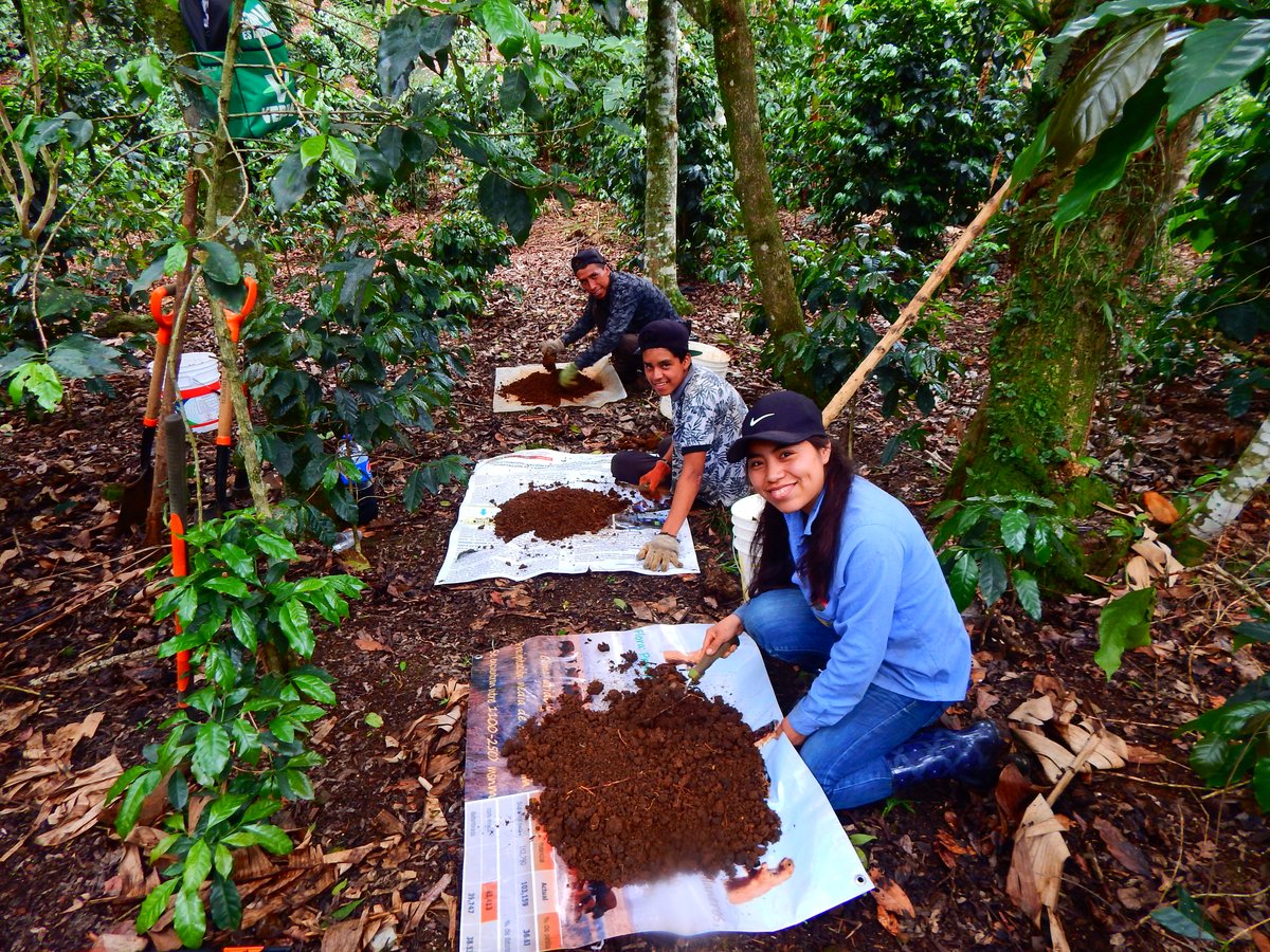 A photo of Azucena Sierra Garcia (foreground) and two collaborators collecting soil samples in a mountainous, coffee growing region of Mexico.