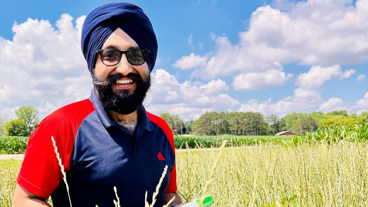 A photo of Gurparteet (GP) Singh conducting research in a wheat field