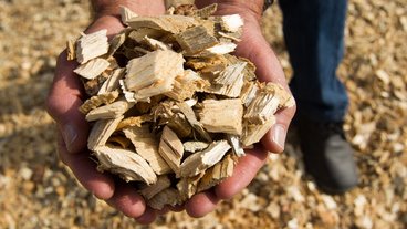 hands holding wood chips